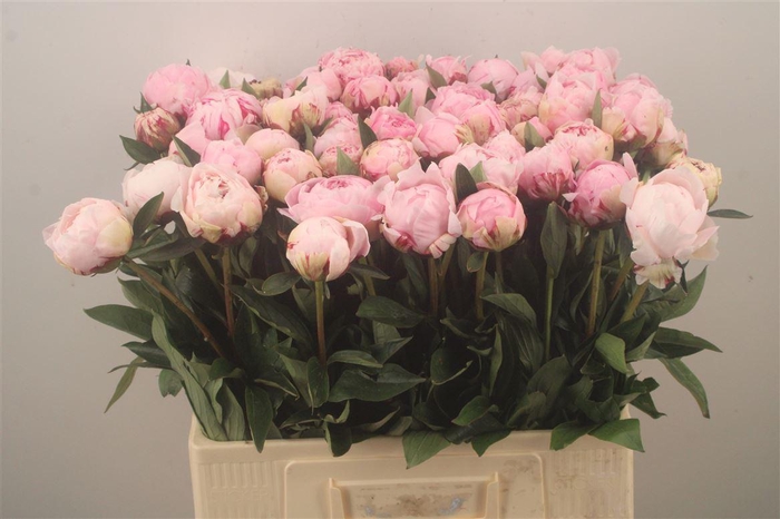 <h4>Paeo L Sarah Bernhard Pink X60</h4>