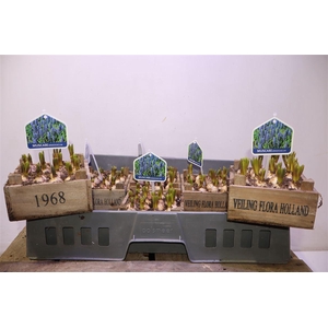 Arr Muscari In Houten Kistje