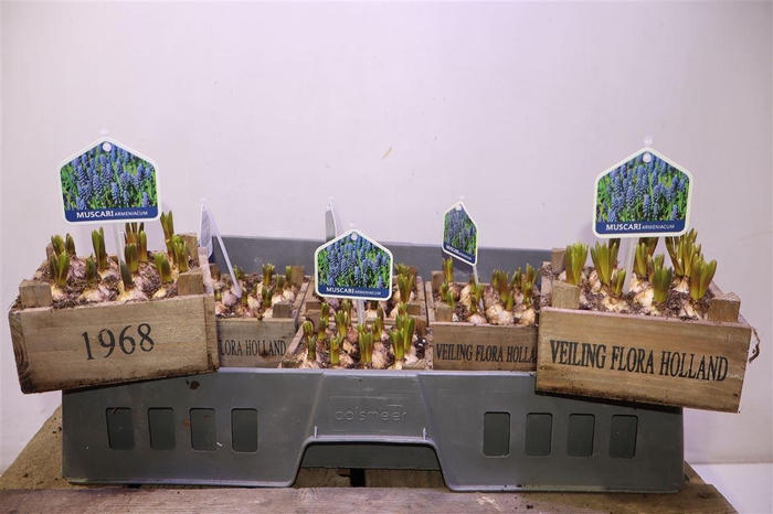 <h4>Arr Muscari In Houten Kistje</h4>