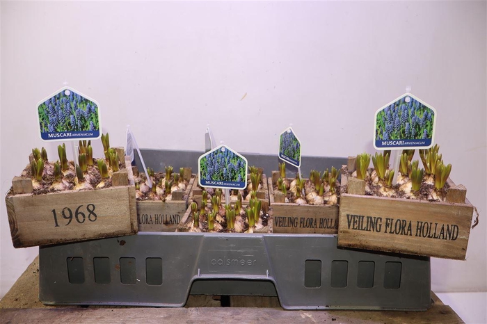 <h4>arr8 Arr Muscari In Houten Kistje</h4>