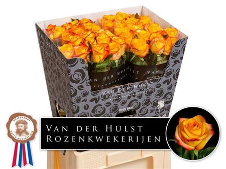 <h4>Rosa a grande fleur Catalunya+</h4>