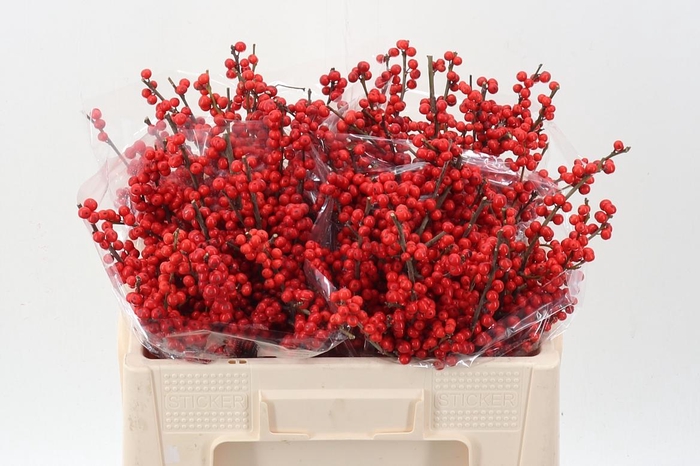 <h4>Ilex Ve Rode Bes</h4>