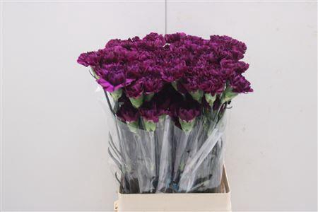 <h4>Di St Fl Moontea</h4>