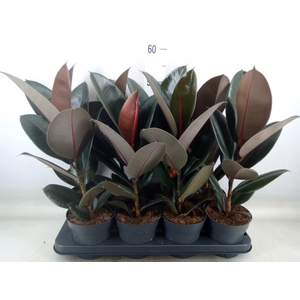 Ficus elastica 'Abidjan'