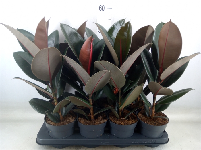 <h4>Ficus elastica 'Abidjan'</h4>