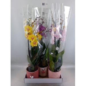 Phalaenopsis   ...mix