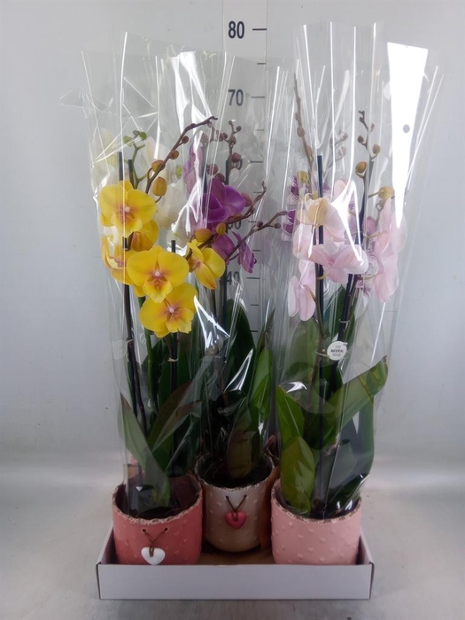 <h4>Phalaenopsis   ...mix</h4>