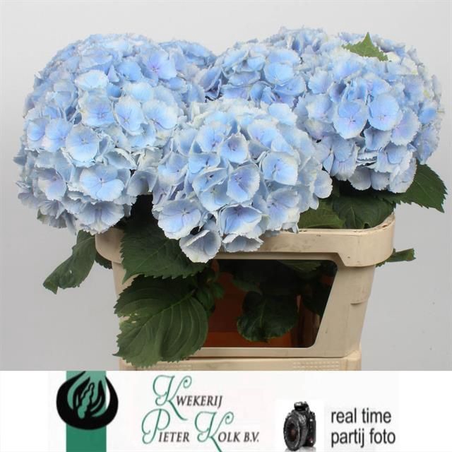 <h4>HYDR M CH VERENA BL</h4>