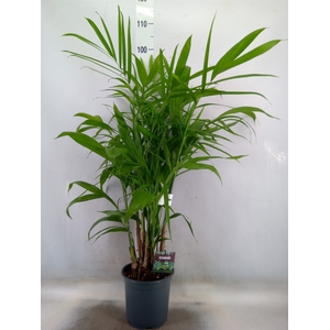 Chamaedorea seifrizii
