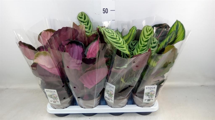<h4>Calathea   ...mix 4</h4>