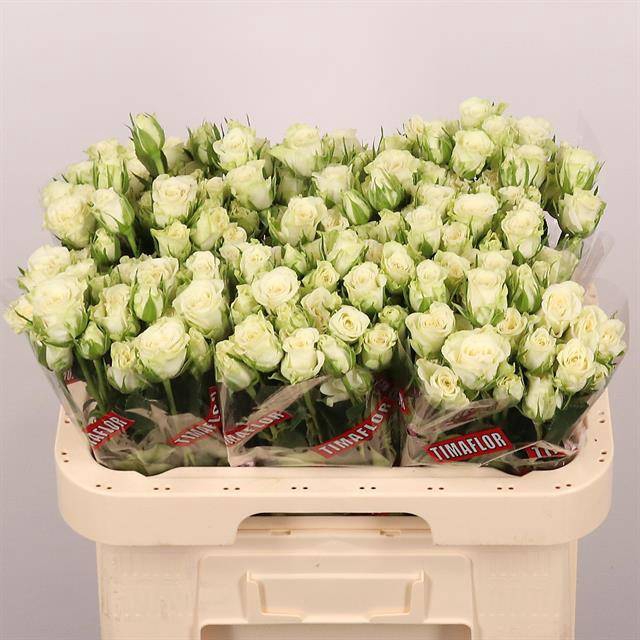 <h4>Rosa spray snowflake</h4>