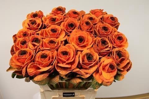 <h4>Brassica paint orange black eye</h4>