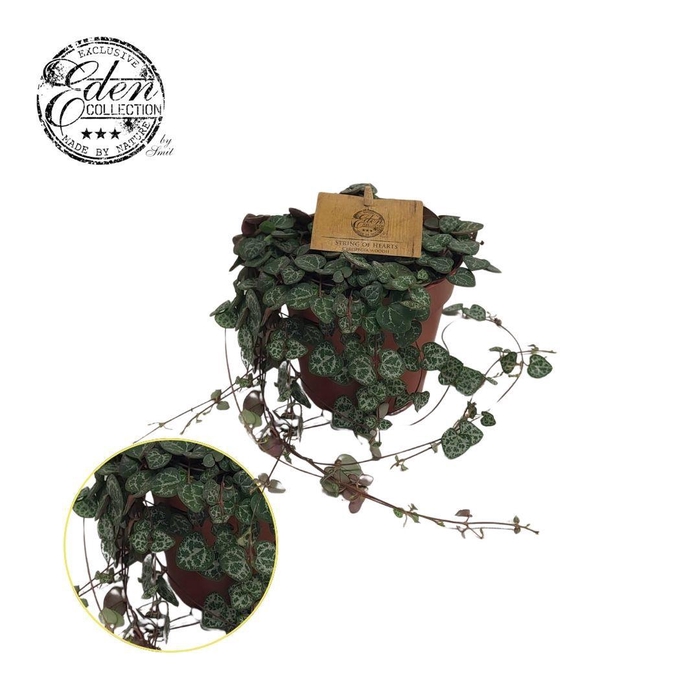 <h4>Ceropegia woodii 12cm</h4>