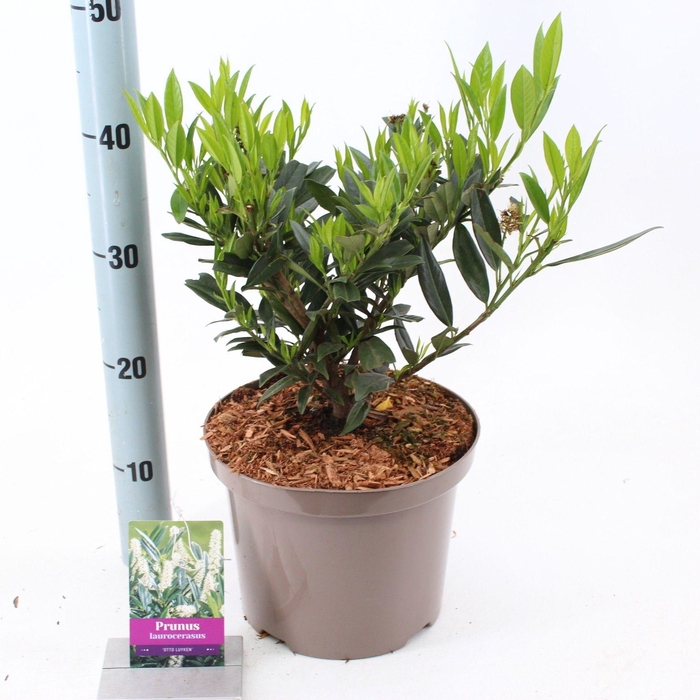 <h4>Prunus laur. 'Otto Luyken'</h4>