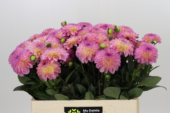 <h4>Dahlia Esli</h4>
