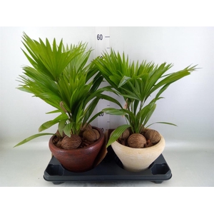 Livistona rotundifolia