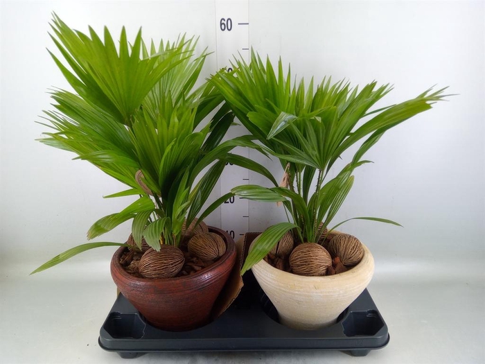 <h4>Livistona rotundifolia</h4>