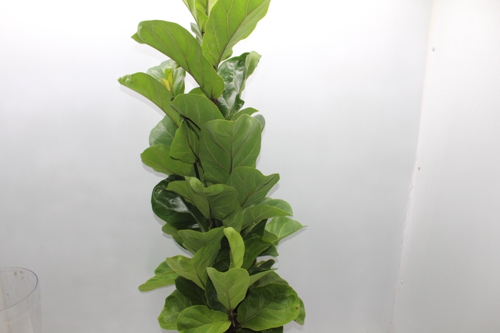 <h4>FICUS LYRATA BAMBINO P24 COMPACTO</h4>