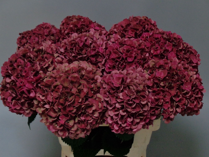 <h4>HYDR M MAG PI RUB CL</h4>