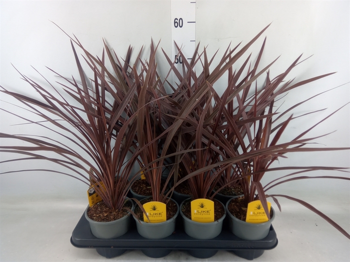 <h4>Cordyline austr. 'Red Star'</h4>