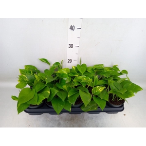 Epipremnum pinn. 'Aureum'