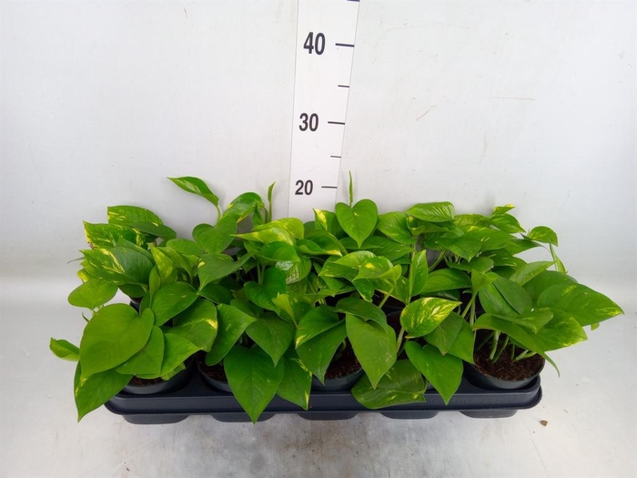 <h4>Epipremnum pinn. 'Aureum'</h4>