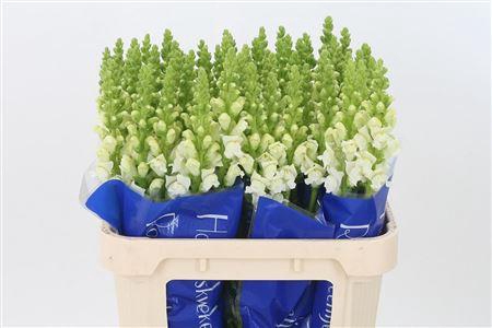 <h4>Antir Poto White</h4>