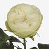 Rosa garden marble arch