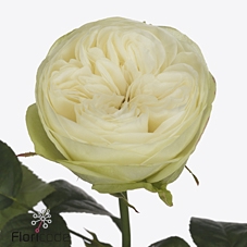 Rosa garden marble arch