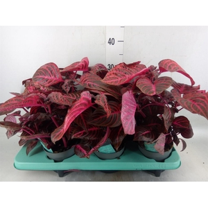 Iresine herbstii 'Rich Redstar'