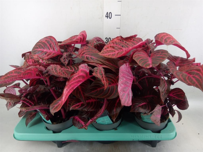 <h4>Iresine herbstii 'Rich Redstar'</h4>