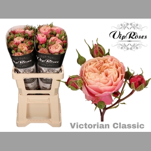 R TR VICTOR CLASSIC@