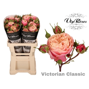 R Tr Victor Classic@