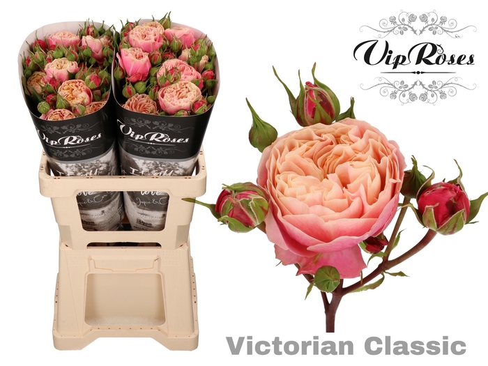 R Tr Victor Classic@