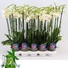 4 Tak Phalaenopsis WIT, 24+ Knop, 60 CM
