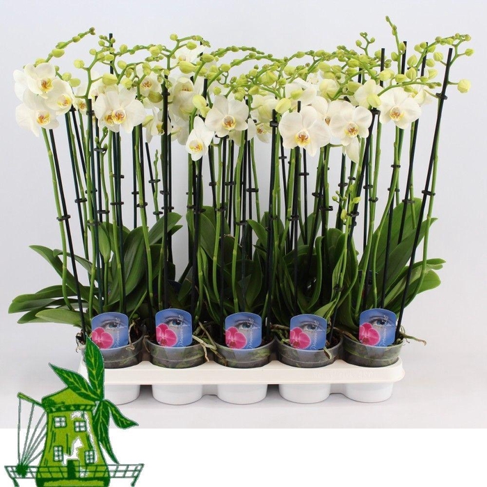 <h4>4 Tak Phalaenopsis WIT, 24+ Knop, 60 CM</h4>