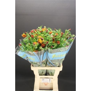 Ran Butterfly Satyros 70cm