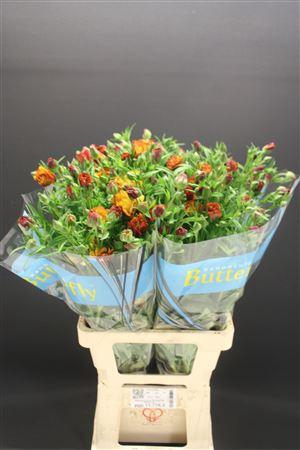 <h4>Ran Butterfly Satyros 70cm</h4>