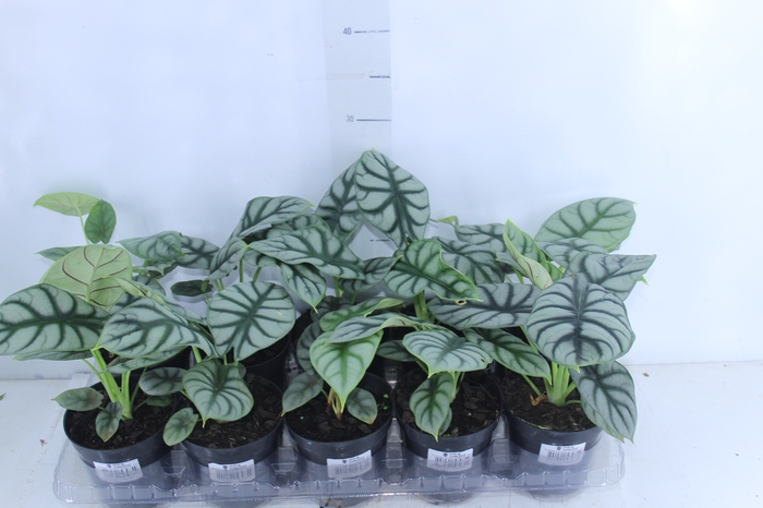 <h4>ALOCASIA SILVER DRAGON P12</h4>