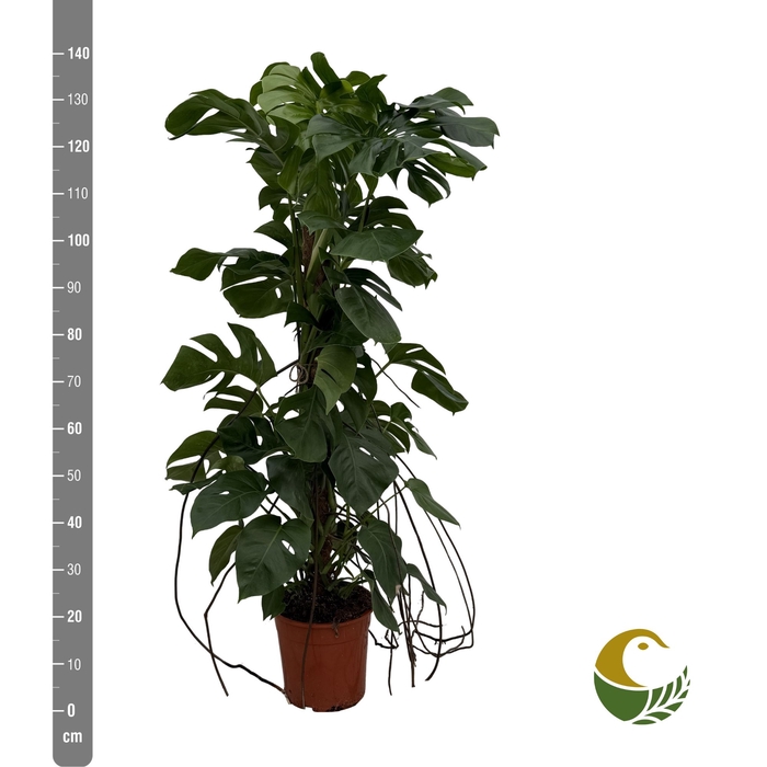 <h4>MONSTERA PERTUSUM</h4>