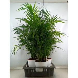 Chamaedorea cataractarum