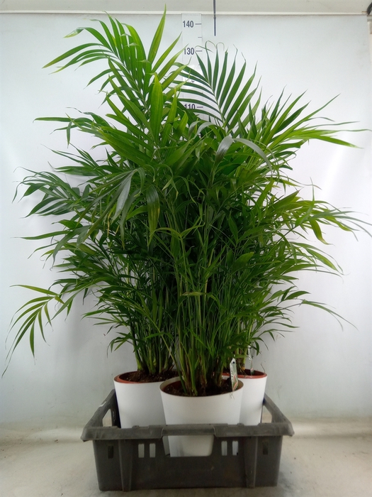 <h4>Chamaedorea cataractarum</h4>