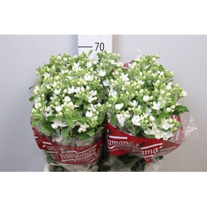 Oxy Co Perf Whi Harm