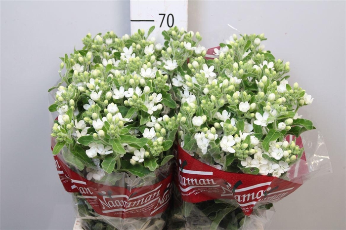 <h4>Oxy Co Perf Whi Harm</h4>