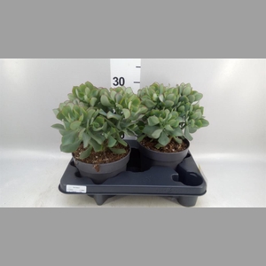 Crassula arborescens 'Curly'