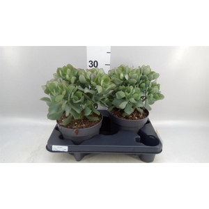 Crassula arborescens 'Curly'