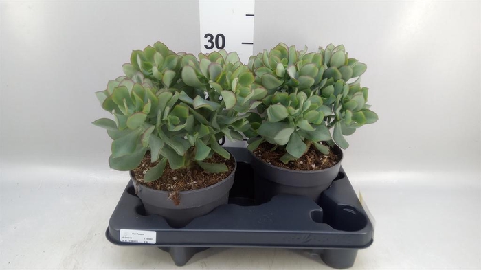 <h4>Crassula arborescens 'Curly'</h4>