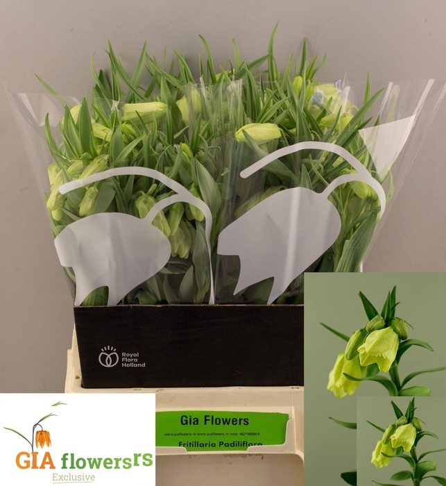 <h4>FRIT PALLIDIFLORA</h4>