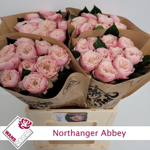 R GR NORTHANGE ABBEY