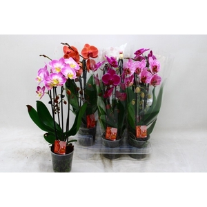 PHAL EL CASCADE